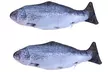 Electric Moving Fish Cat Toy Realistic Flopping Wagging Fish Cat Toy - Second Medium