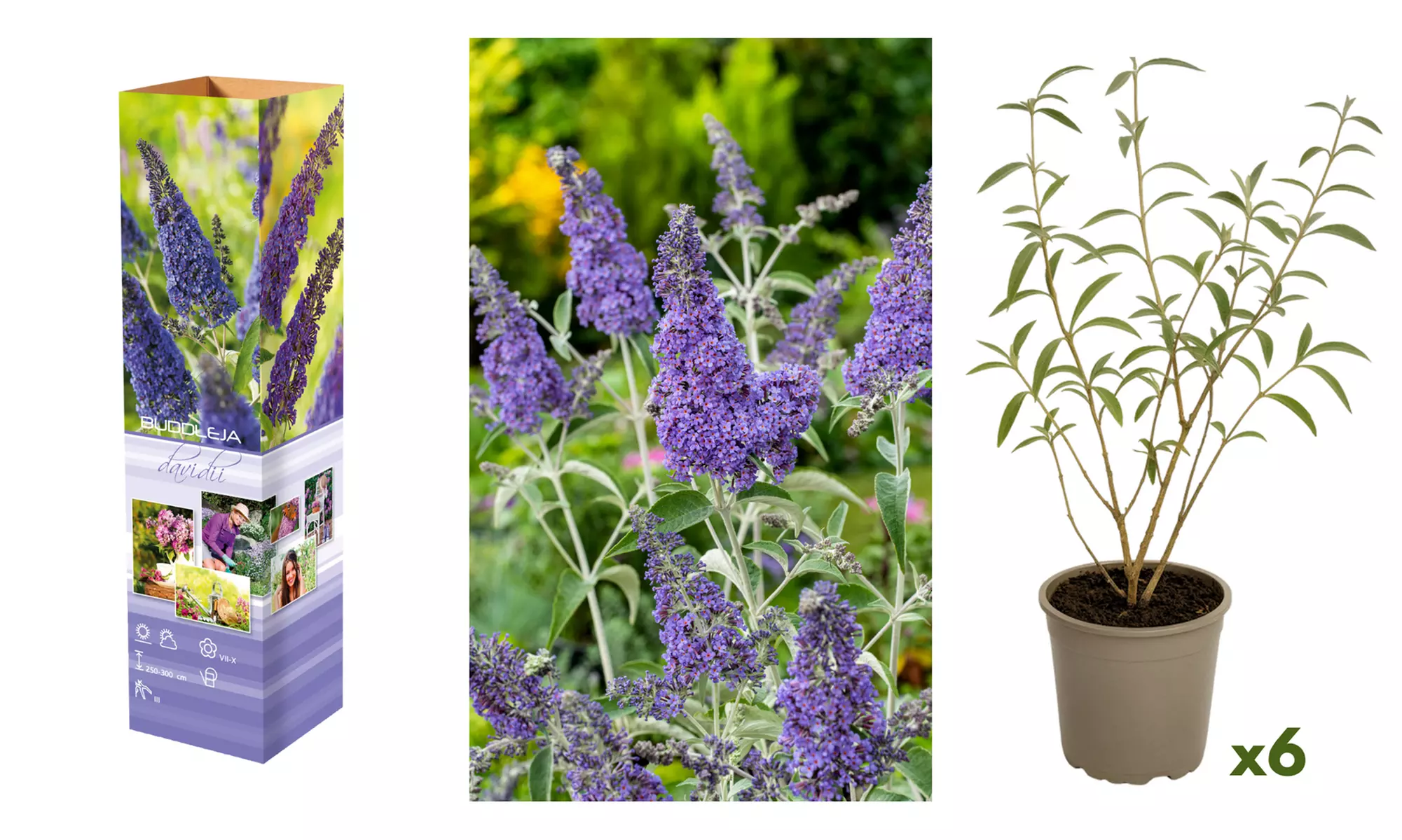 Lot de 3 ou 6 arbres à papillons Buddleia