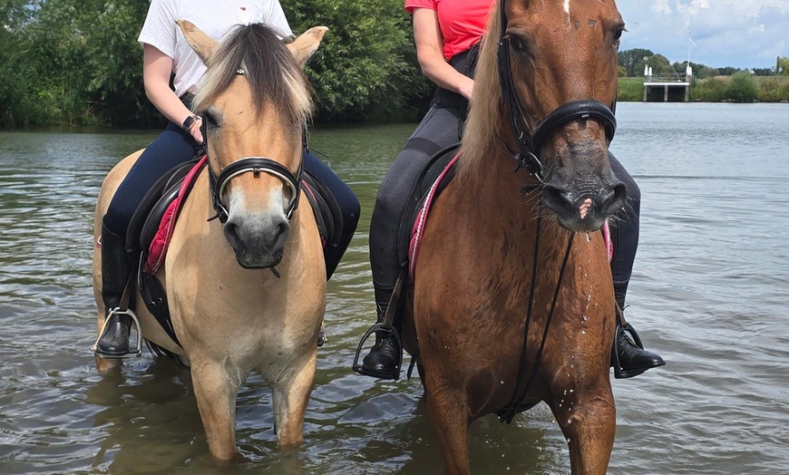 Image 10: Avontuurlijk paardrijden met bosrit of waterrit incl. begeleiding
