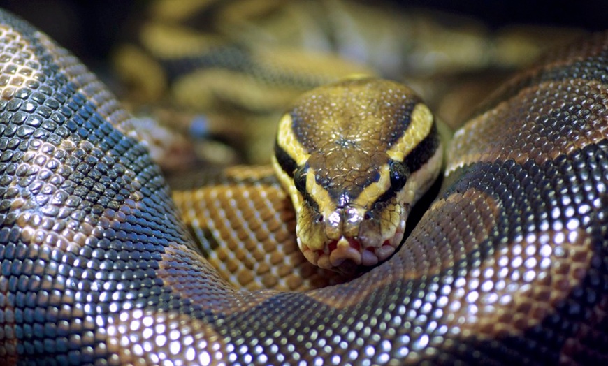 Image 4: Entrée enfant et/ou adulte pour le parc animalier Planet Exotica