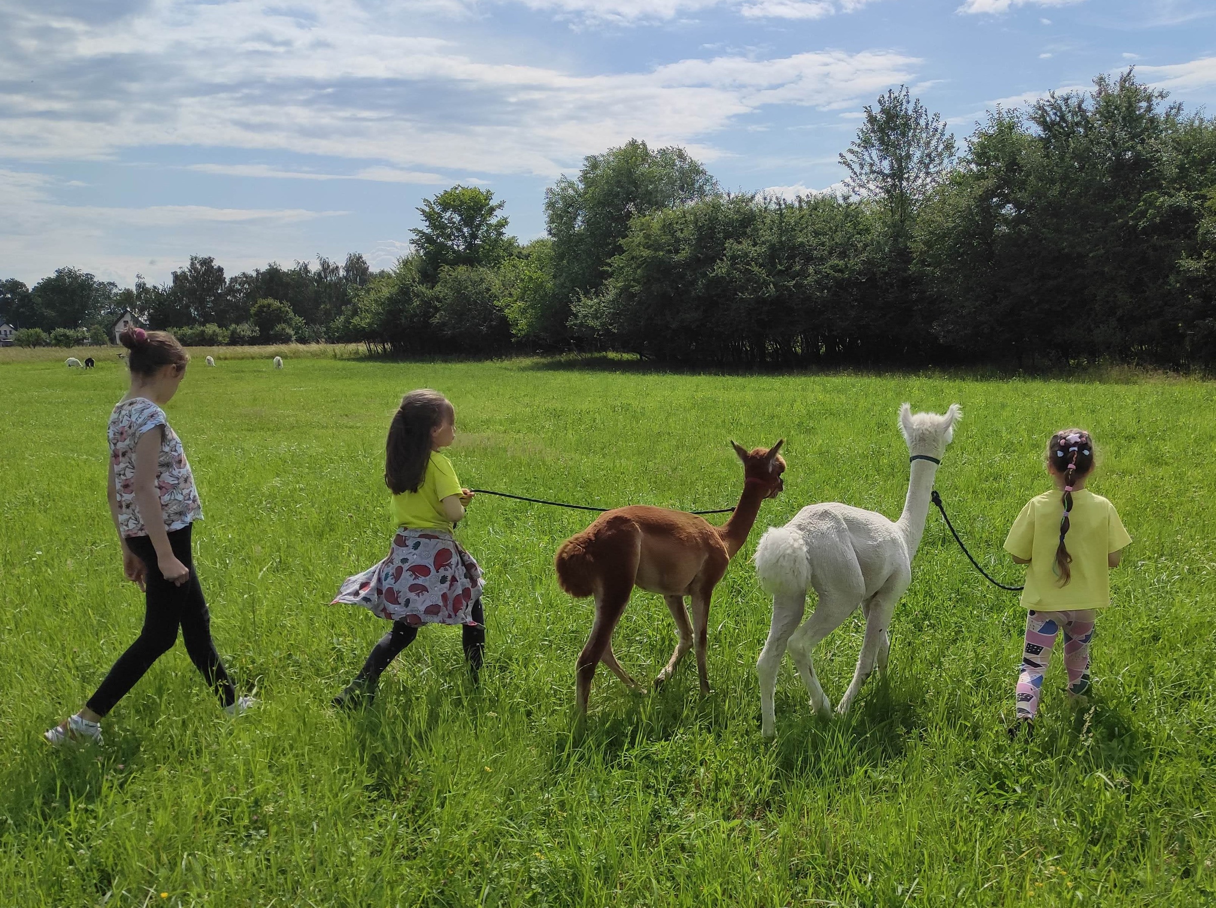 Wybierz się na spacer z alpakami po malowniczych łąkach – dla 1-6 osób