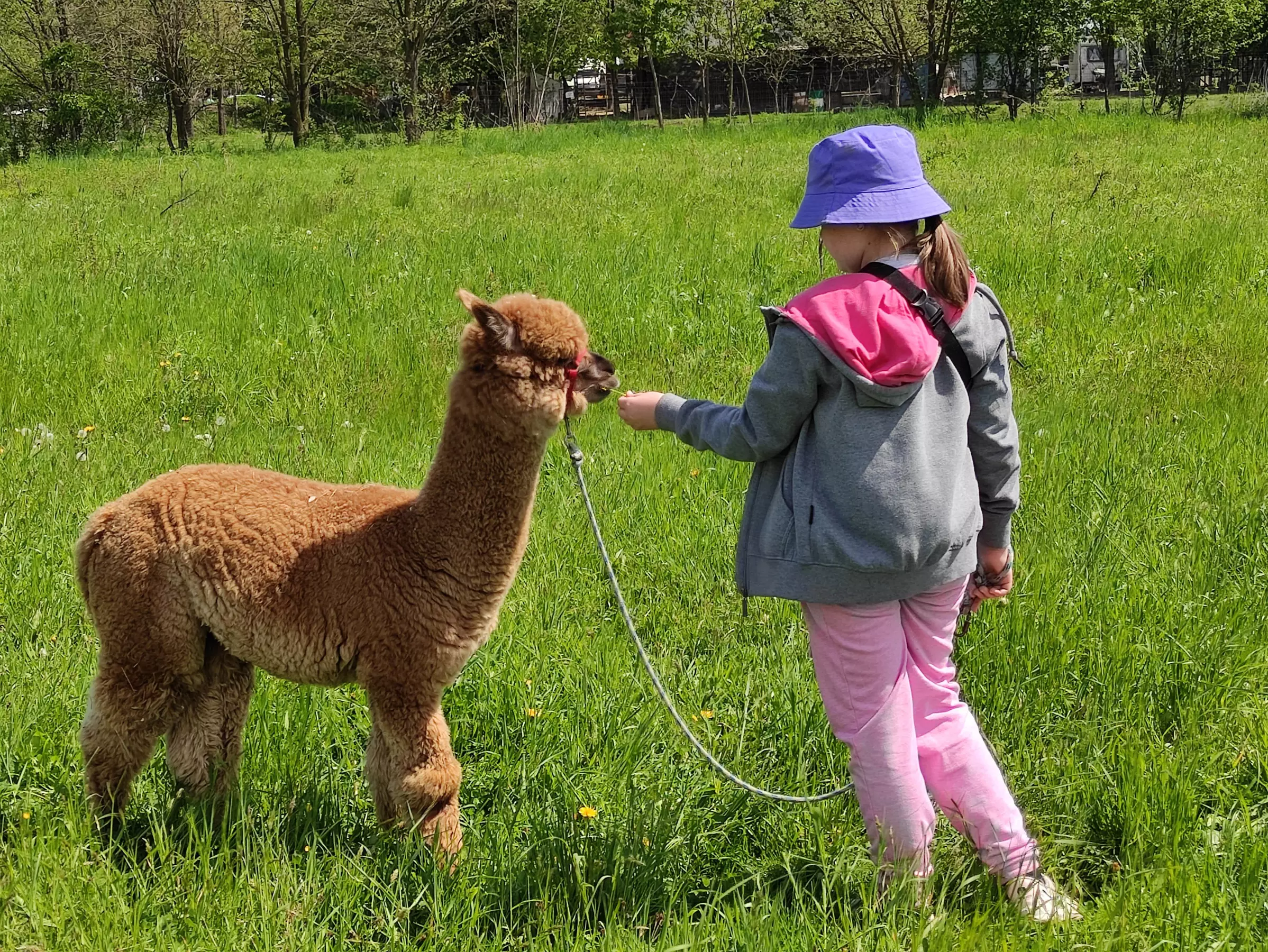Wybierz się na spacer z alpakami po malowniczych łąkach – dla 1-6 osób