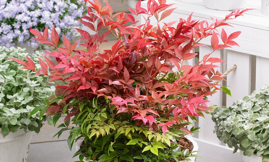 Image 1: Yougarden Nandina Obsessed Sacred Bamboo