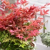 Image 1: Yougarden Nandina Obsessed Sacred Bamboo