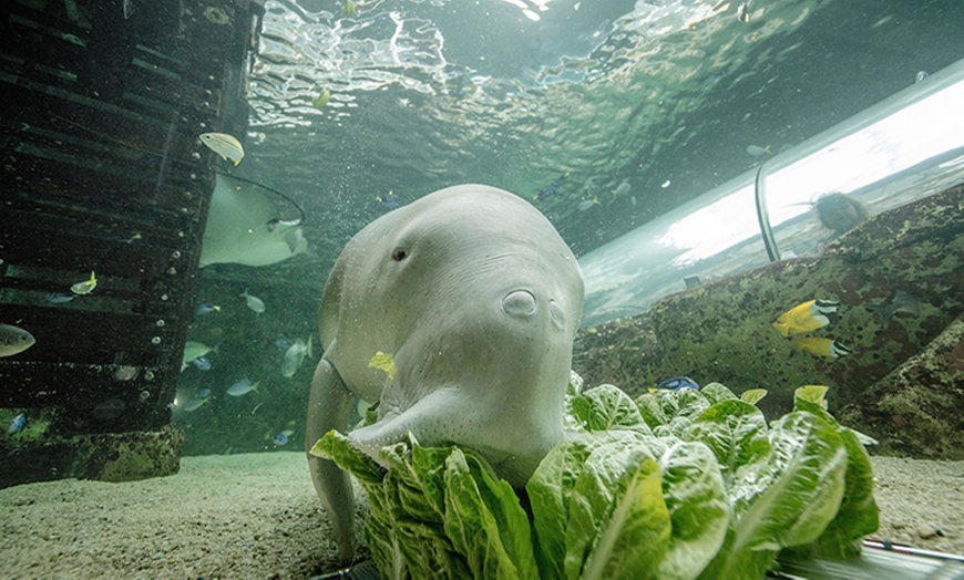 Image 6: Learn About 13,000+ Animals & 14 Themed Zones at Darling Harbour