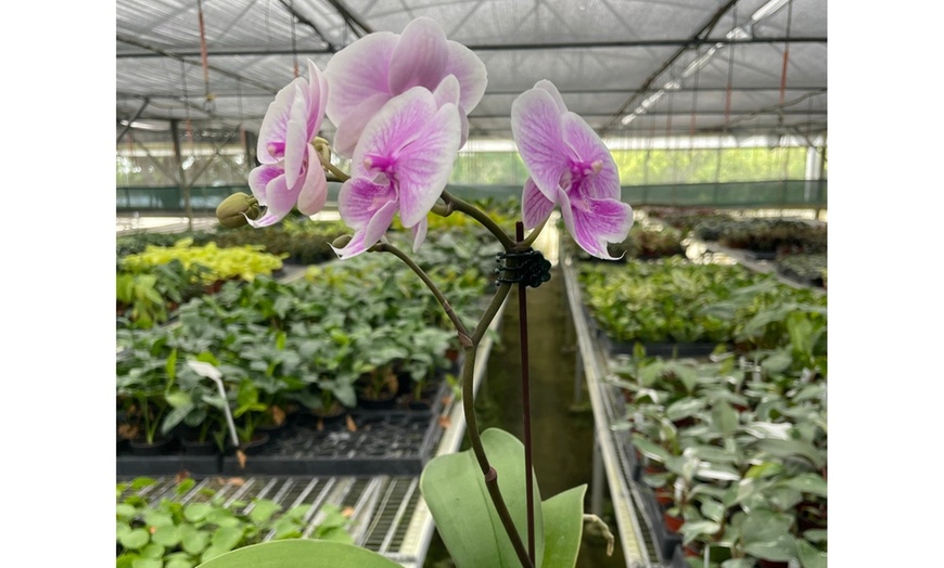 Image 3: The Perfect Valentine’s Gift: Elegant Light Pink Orchid with Free Shipping (Up to 20% Off)