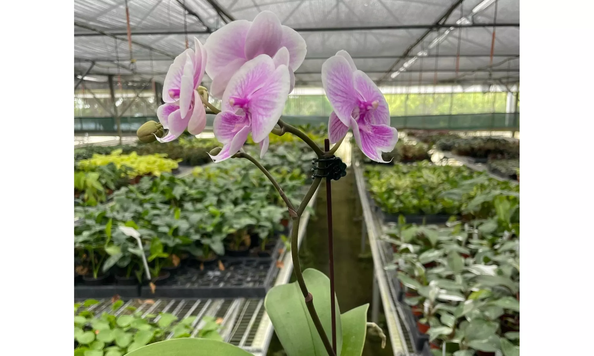 The Perfect Valentine’s Gift: Elegant Light Pink Orchid with Free Shipping (Up to 20% Off)