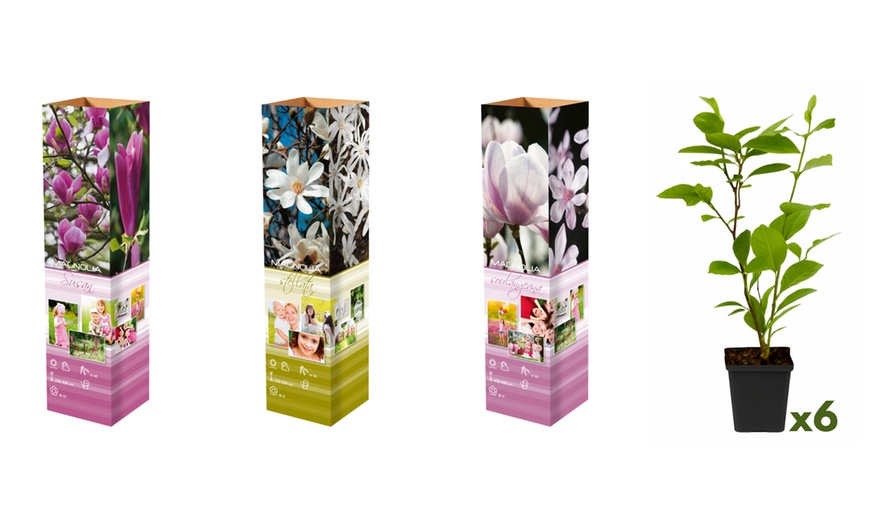 Image 4: Lot de 3 ou 6 Magnolia de la marque 