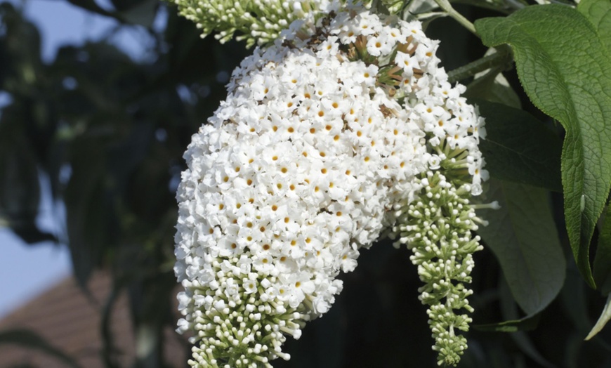 Image 1: 3 cespugli delle farfalle Buddleja