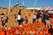 Enjoy Fall Traditions, Activities & More with Admission for Adults & Kids to Speer Family Farm (Up To 28% Off) - Second Medium