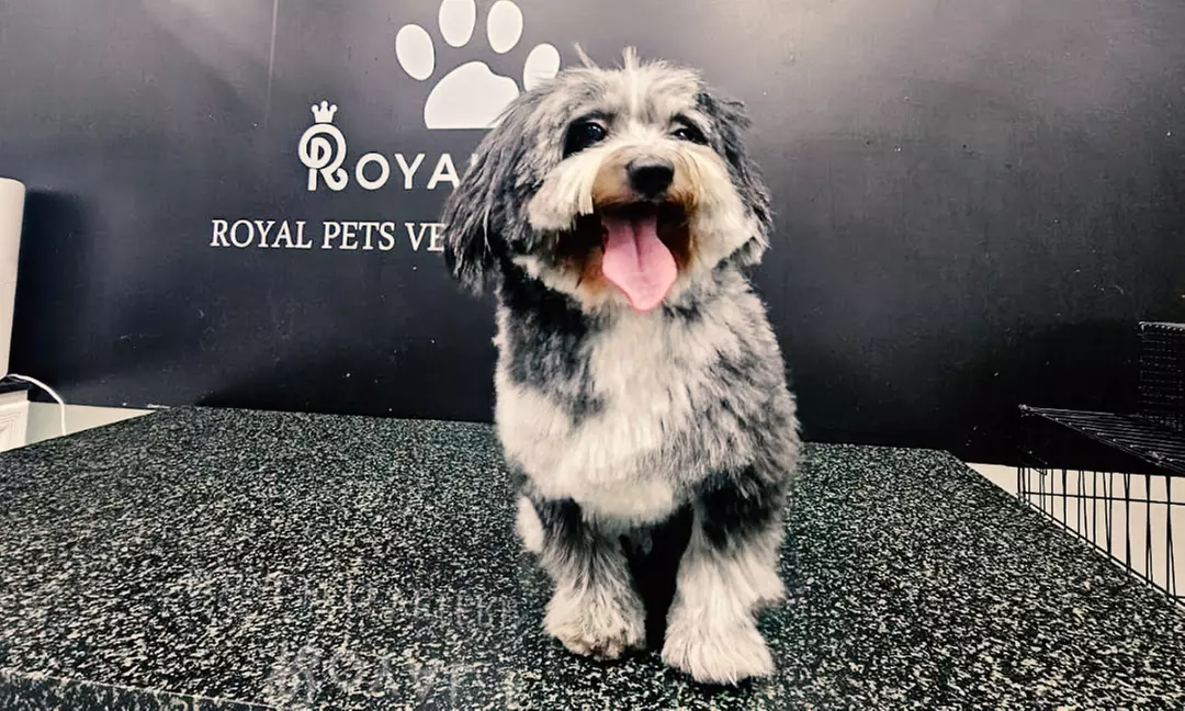 Dog / Cat Medical Check Up w/ Optional Deworming or Annual Vaccination