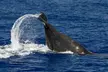 Guaranteed Whale / Dolphin Watching Tour in Hawaii's Kona Coast w/ a 2 Deck Modern Vessel & Professional Naturalists - Second Medium