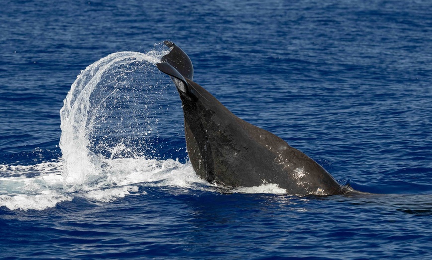 Image 1:  Dolphin and Whale Watch Tour on the Kona Coast