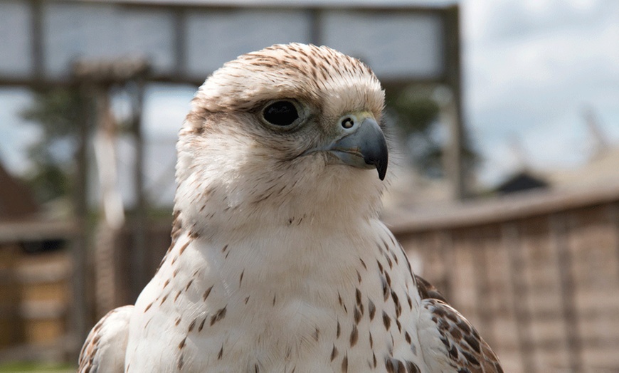 Image 3: Falconry Experience