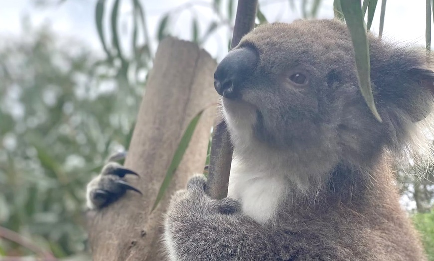 Image 10: Admission to Australian Wildlife for Child, Adult, Senior or Family