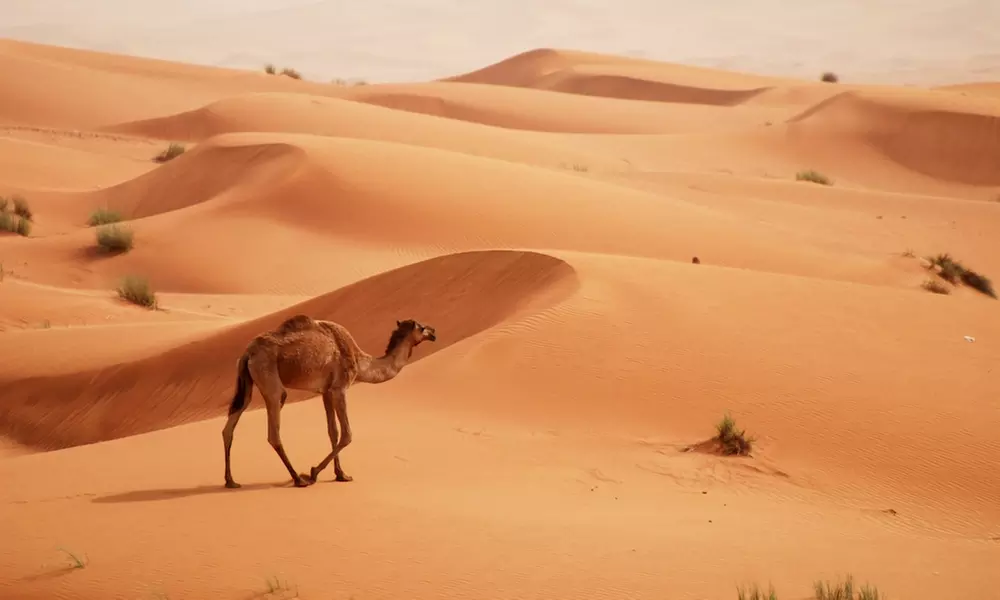 Choice of Standard or VIP Desert Safari Package at Arabian Heritage Tourism - Primary Image