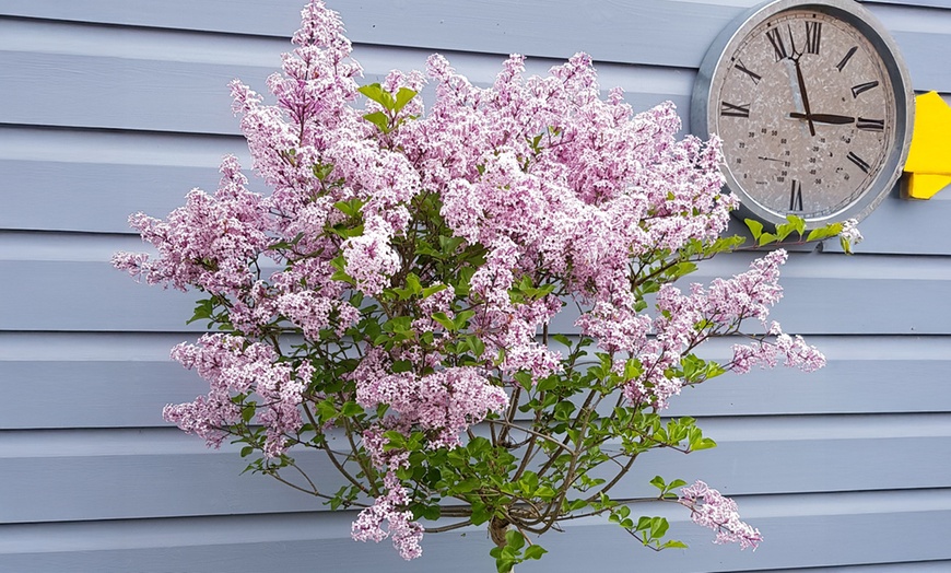 Image 4: Lilac Syringa Palibin Standard Potted Plants