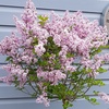 Image 4: Lilac Syringa Palibin Standard Potted Plants