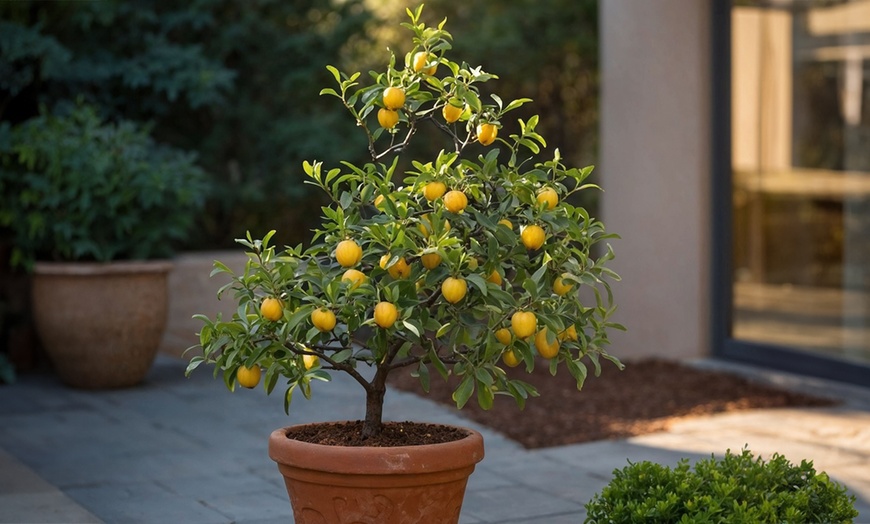 Image 2: Mediteraanse plantenset