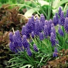 Image 11: Muscari Grape Hyacinth - Pink, Blue and White Spring Bulbs