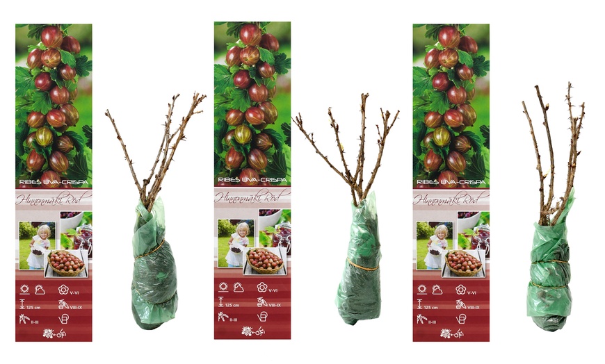 Image 7: Pack de grosellas a elegir de Gardenzo