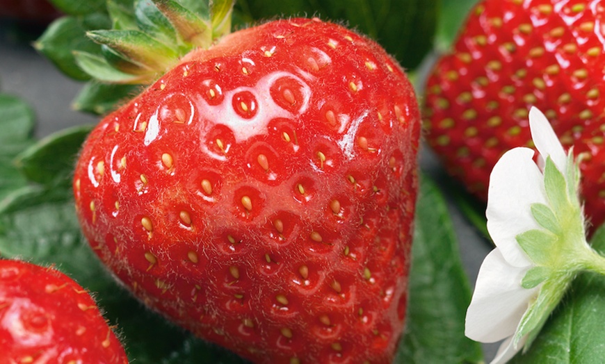 Image 2: Strawberry Sweet Colossus Plants