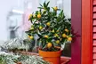 Citrus Trees Collection Lemon, Lime or Orange -1, 2 or 3 Potted Plants - Second Medium