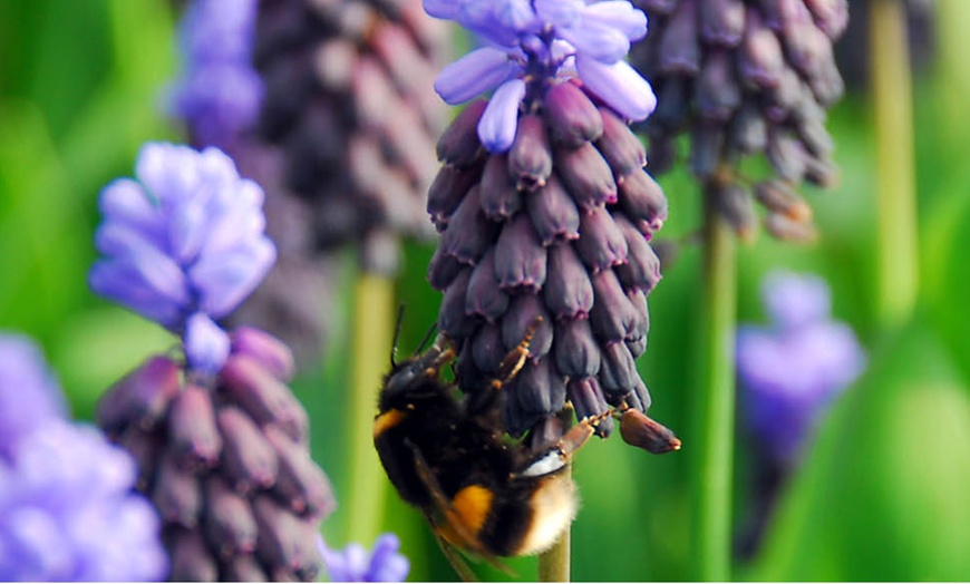 Image 6: 50 or 100 Muscari latifolium Spring Flowering Bulbs