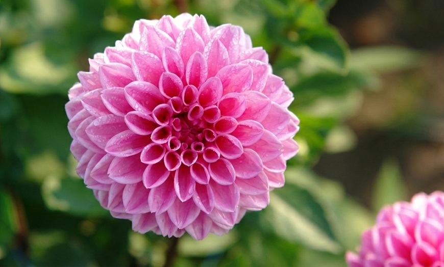 Image 4: Dahlia Romantic Bouquet Mix