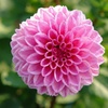 Image 4: Dahlia Romantic Bouquet Mix