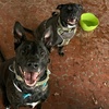 Image 4: 1,3 or 5 Day Dog Daycare Packages Monday to Friday
