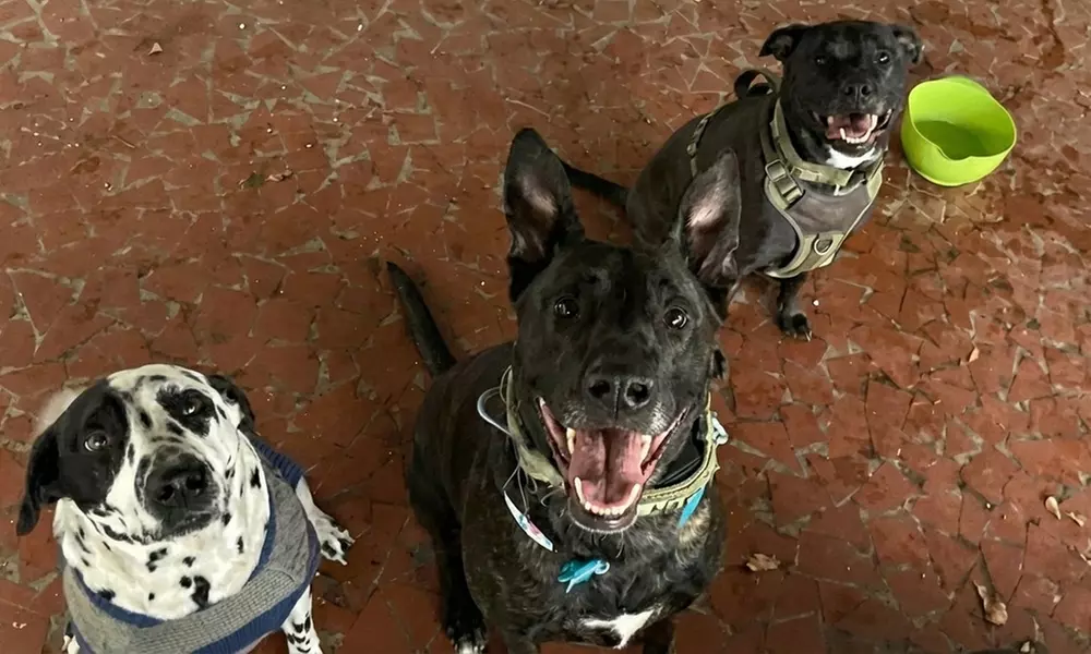 1,3 or 5 Day Dog Daycare Packages Monday to Friday