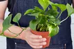 Your Healthy Home Hero: Golden Pothos – Air-Purifying & Low-Maintenance from House Plant Shop with Free Shipping Up to 15% Off - Second Medium