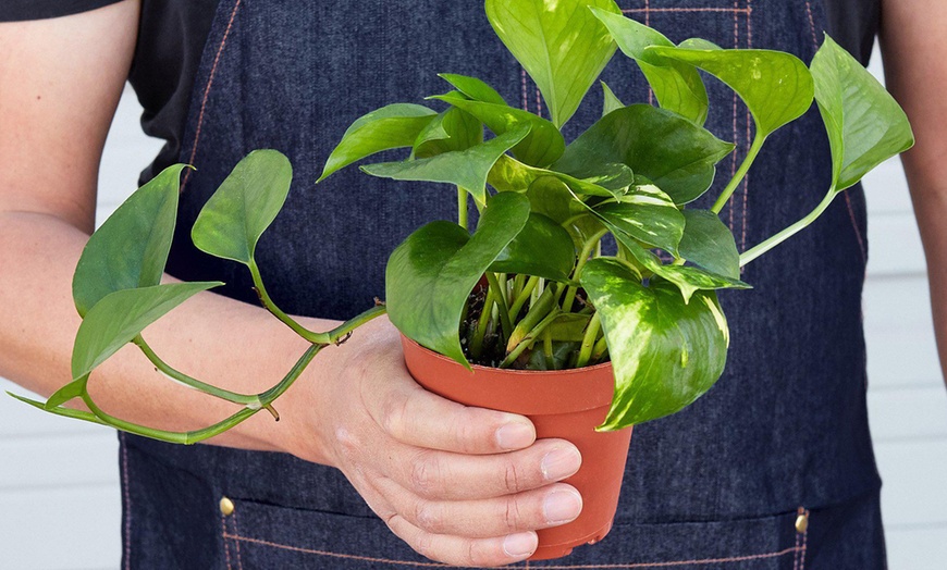 Image 3: Breathe Easier: Golden Pothos – Air-Purifying & Simple Care from House Plant Shop with Free Shipping Up to 15% Off