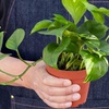 Image 3: Golden Pothos in 4", 6", and 8" Sizes with Free Shipping – Air-Purifying & Simple Care Plant Up to 15% Off
