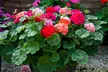 Pack of  30 or 60 Geranium 'Jackpot Mixed' Plants - Image 3
