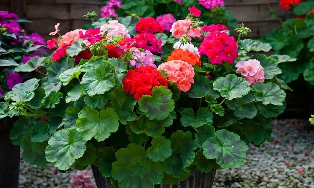 Pack of  30 or 60 Geranium 'Jackpot Mixed' Plants