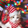 Image 1: 6-Piece Christmas-Themed Pet Hat and Scarf Collection