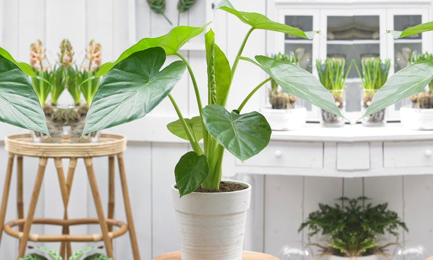 Image 1: XL Alocasia Indoor Plant