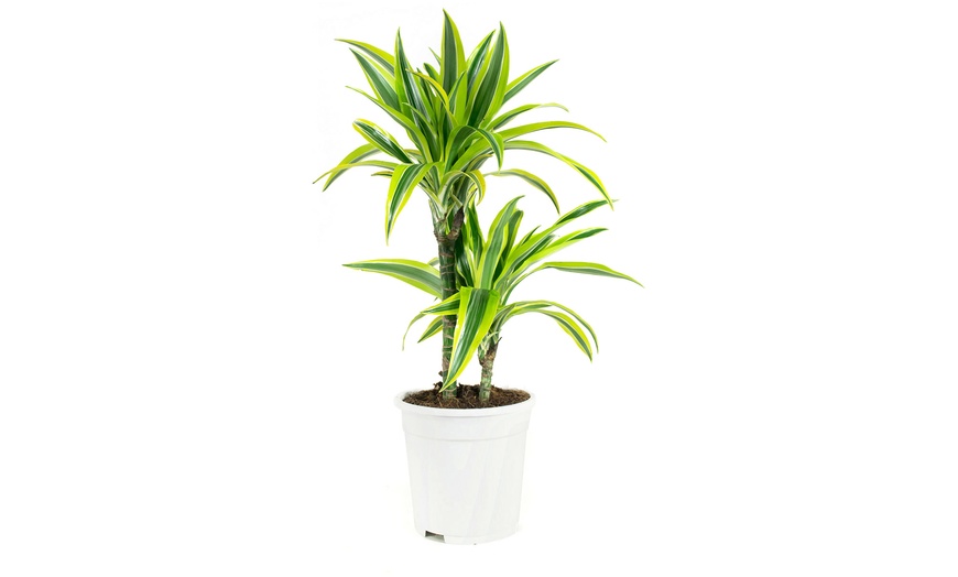 Image 10: Assortiment de 4 "Dragon Trees" de Gardenzo