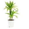 Image 10: Assortiment de 4 "Dragon Trees" de Gardenzo