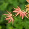 Image 17: Mixed Japanese Acer Palmatum Potted Plants