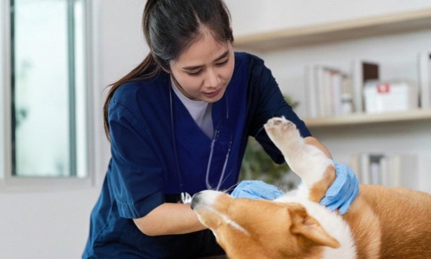 Image 2: Learn Veterinary Assistant Training or Animal Care Online Course