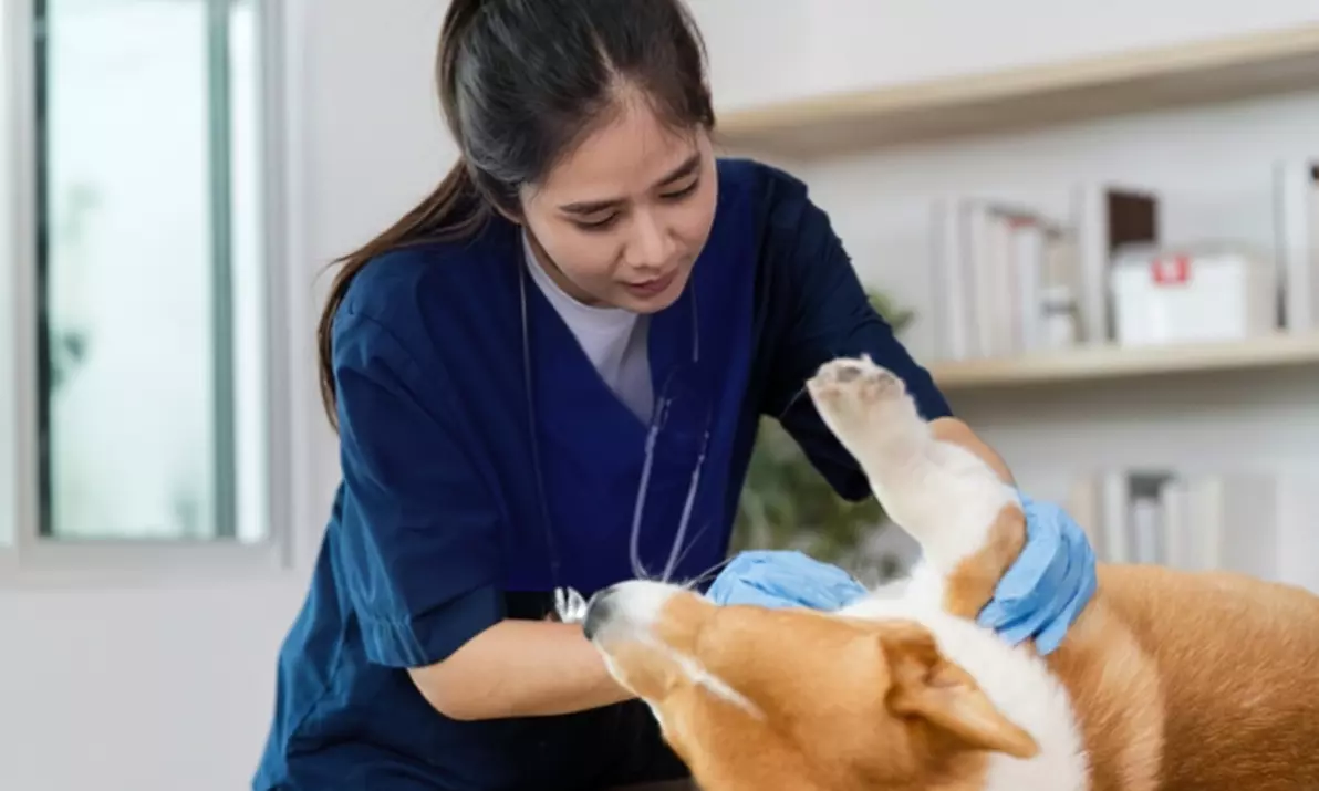 Learn Veterinary Assistant Training or Animal Care Online Course at Compete High - Up to 48% Off - Image 2