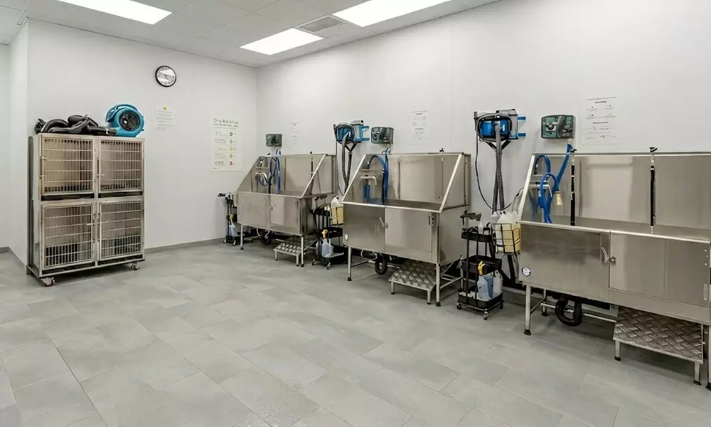 Nail Clip to Full Pet Hygiene & Blow-Dry Care