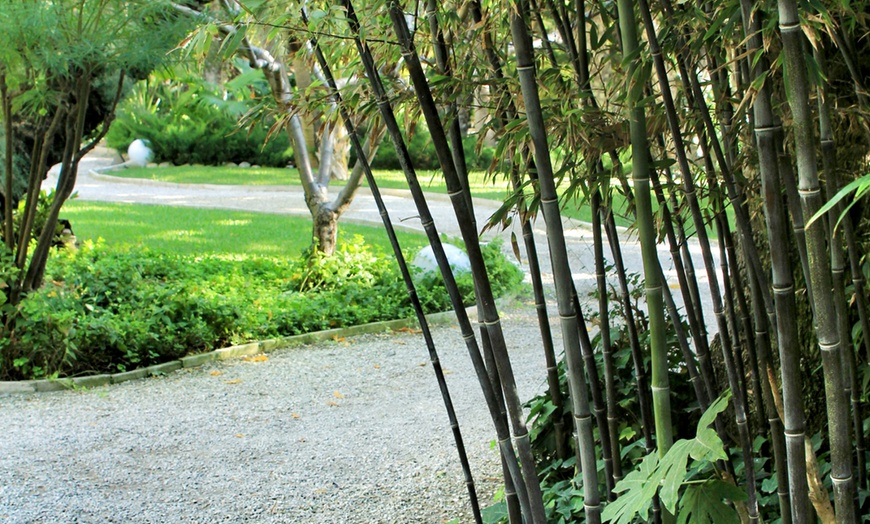 Image 6: Bambous noirs "Black Dragon - Fargesia nitida"