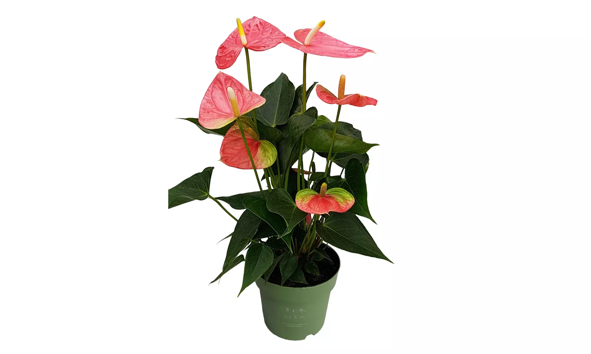 Planta de anturio en maceta de 12, 14 o 17 cm de Rootz