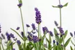 3 of 6 winterharde Lavendel Ardéche planten - Image 5