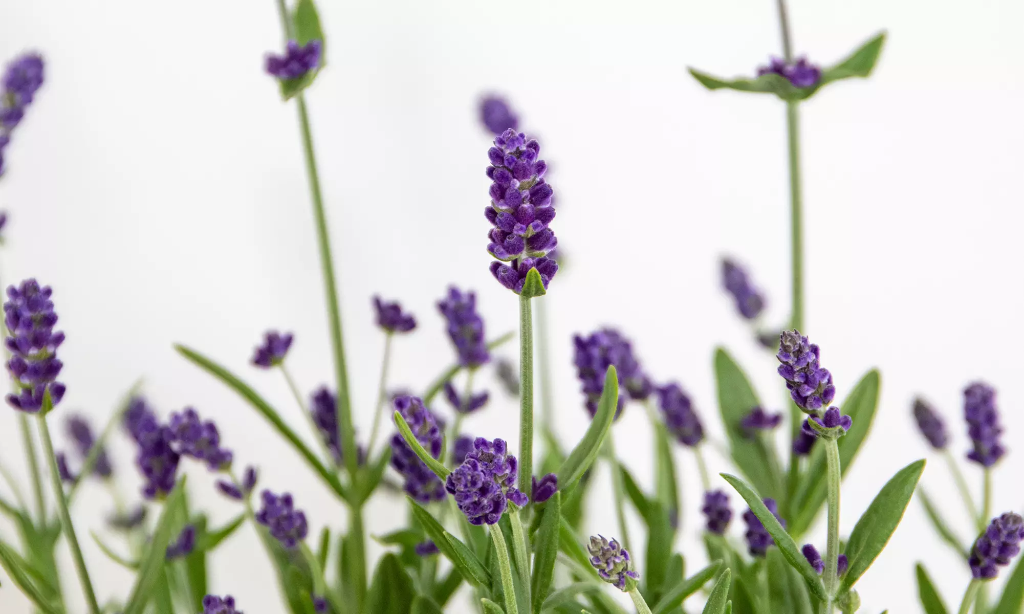 3 of 6 Lavendel Ardéche planten