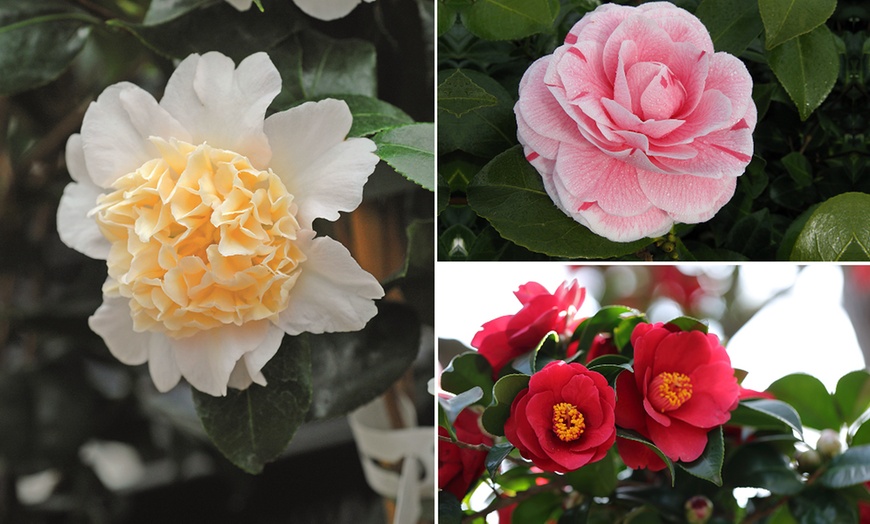 Image 1: One or Three Hardy Camellia Plants